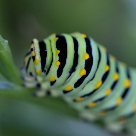 Caterpillar