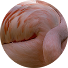 Flamingos