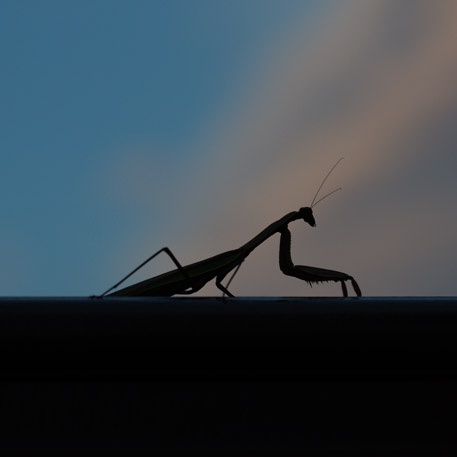 Praying Mantis